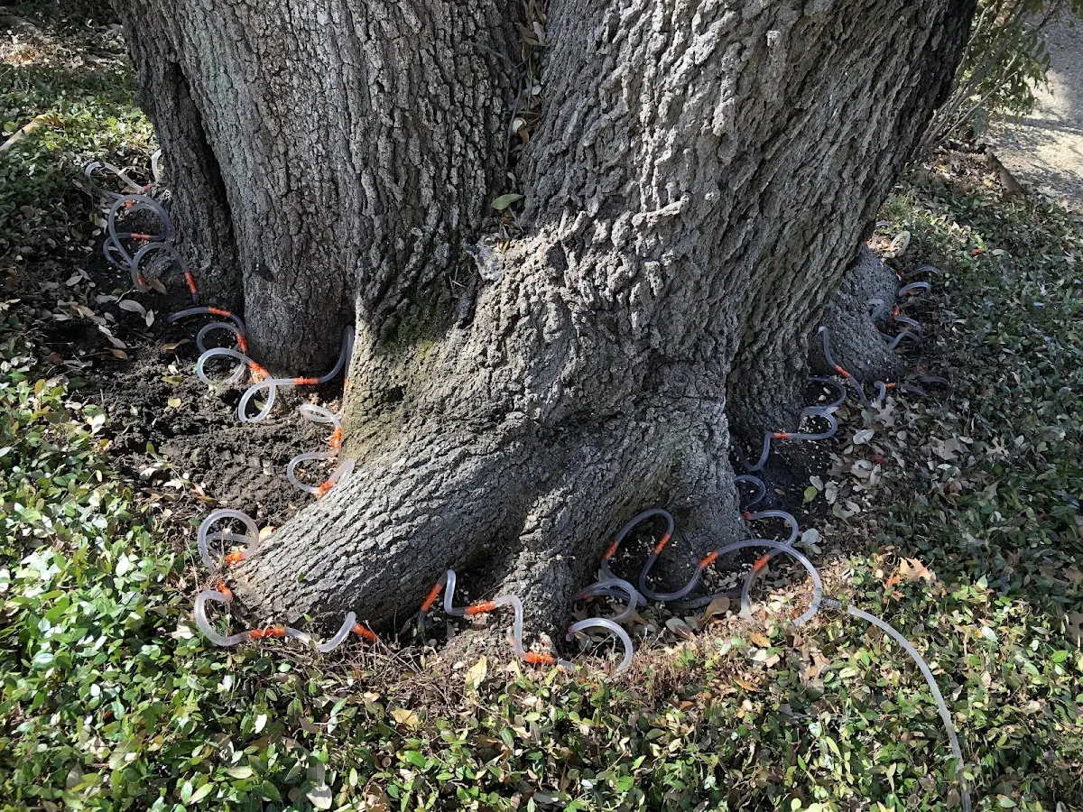 Detailed Tree Cabling and Bracing job site in Dulac